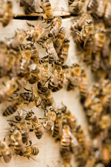 Bienenstock