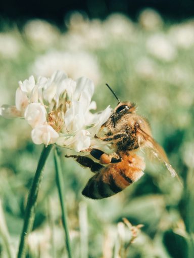 Biene mit Blume